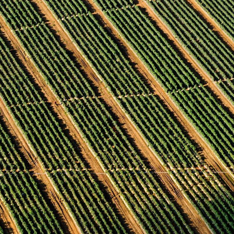Malaysian MSPO Certification Reaches Smallholder Threshold, MPOB Reports
